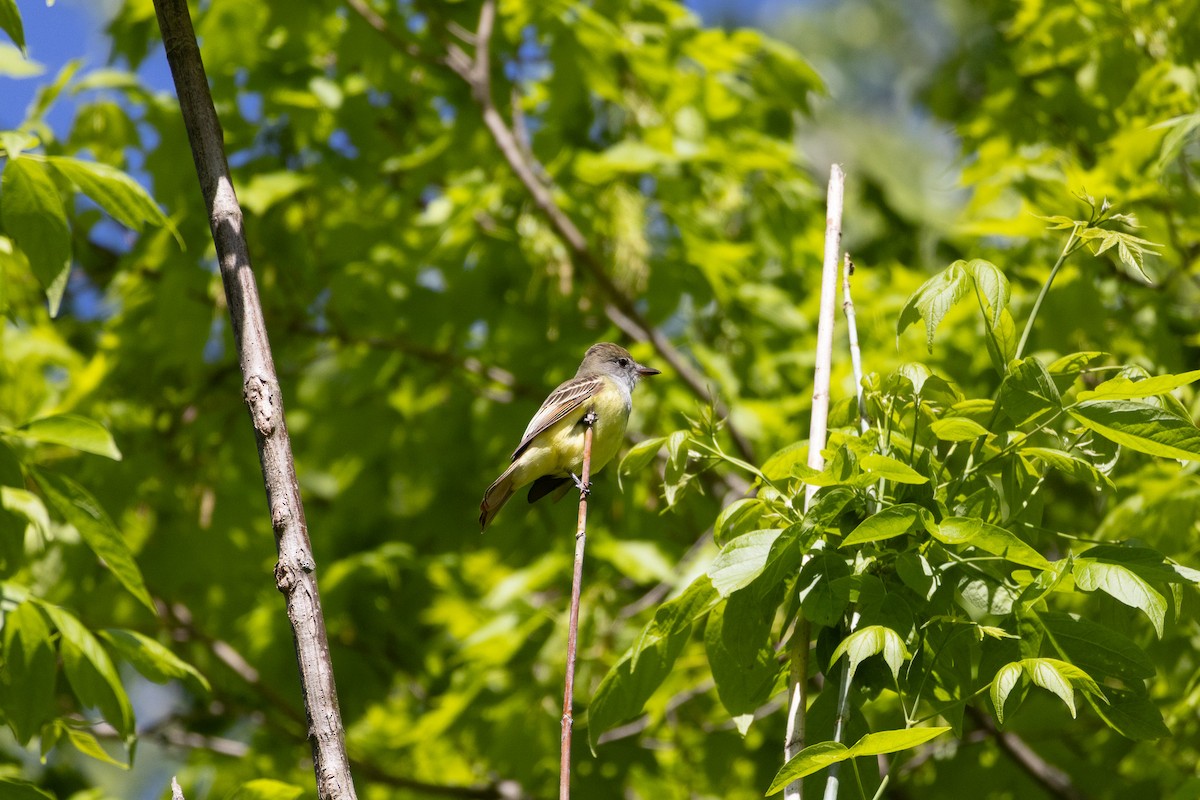 Great Crested Flycatcher - ML638063524