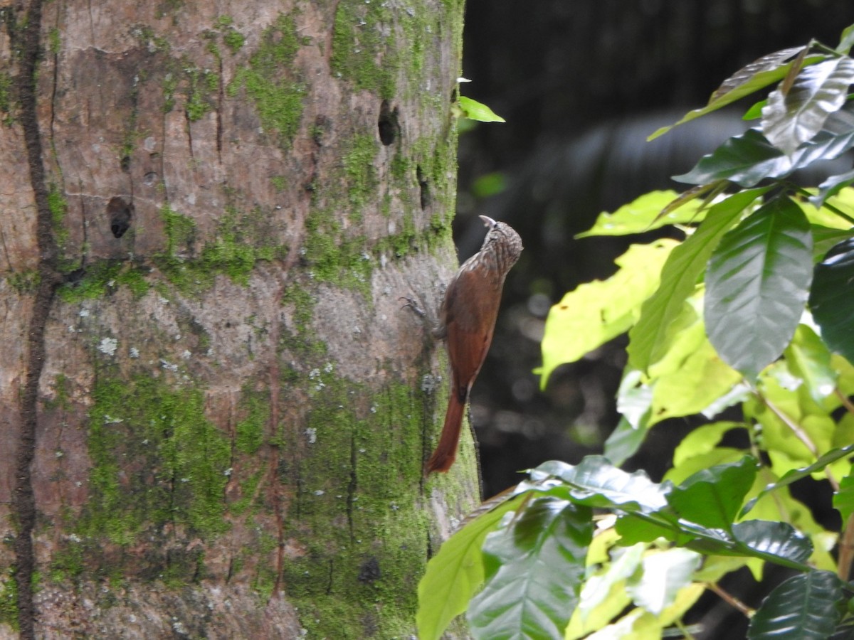 Streak-headed Woodcreeper - ML638063534