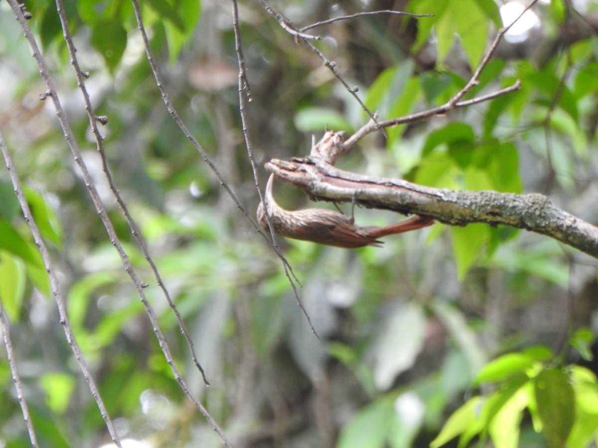 Streak-headed Woodcreeper - ML638063536