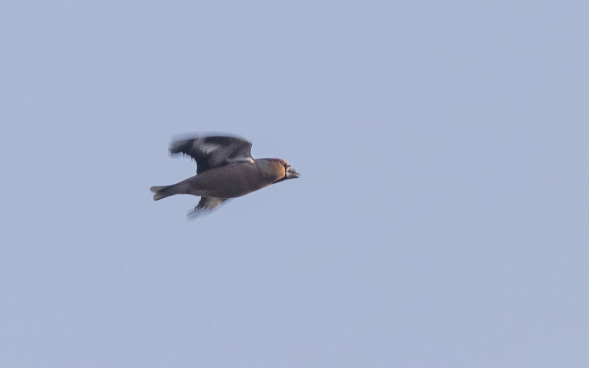 Hawfinch - ML638063542