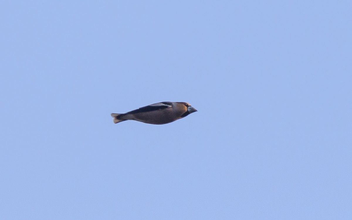 Hawfinch - ML638063545