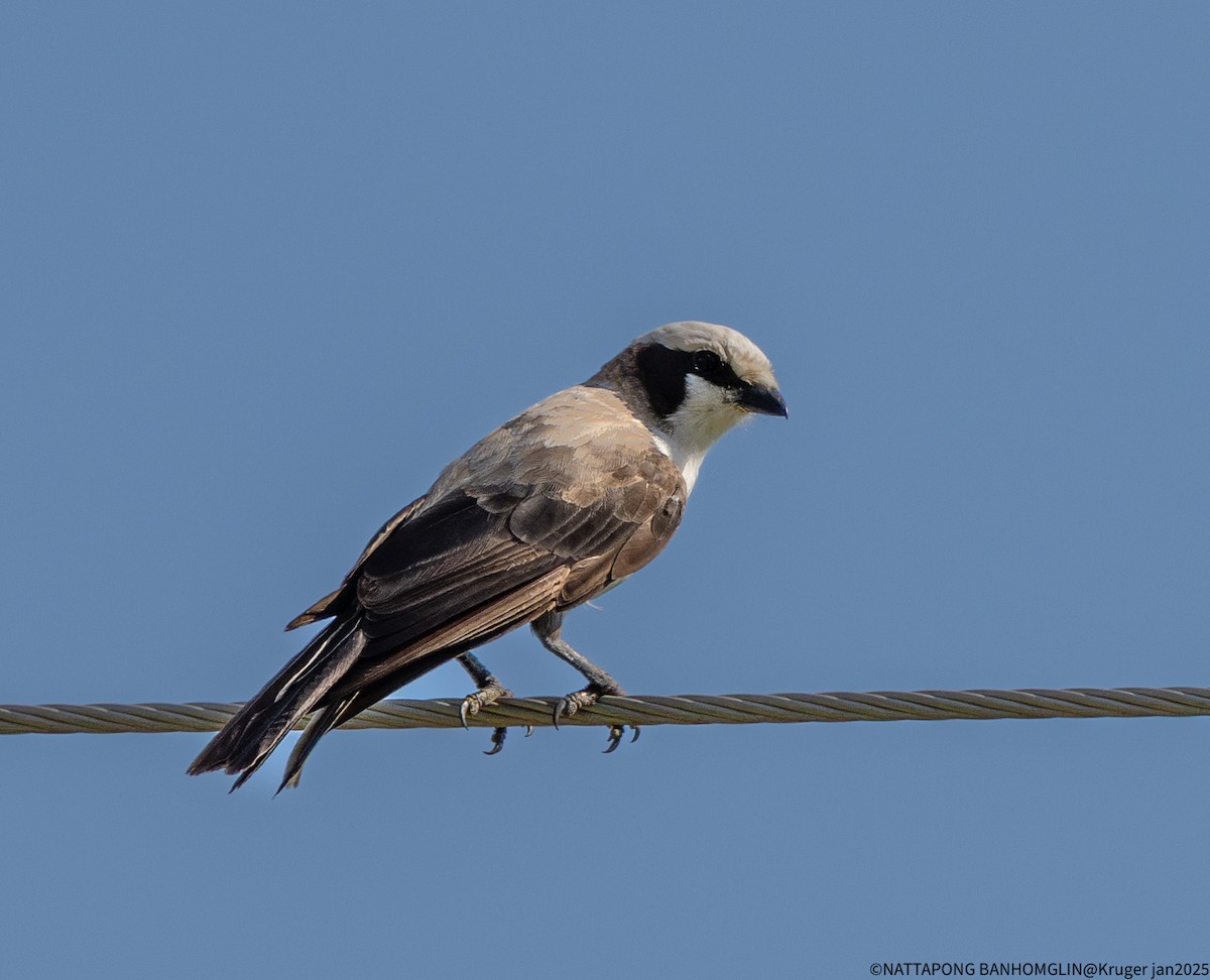 White-crowned Shrike - ML638063557