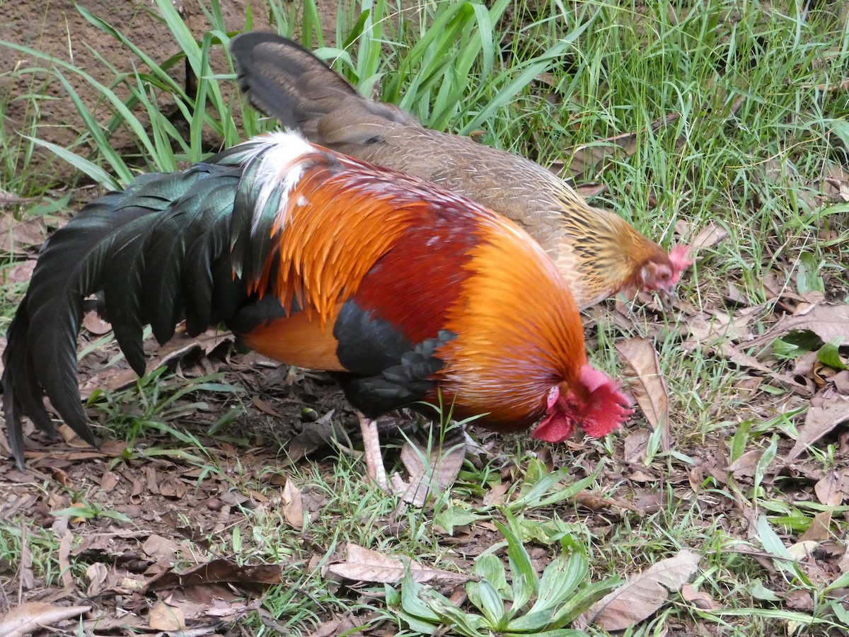 Red Junglefowl (Domestic type) - ML638063564