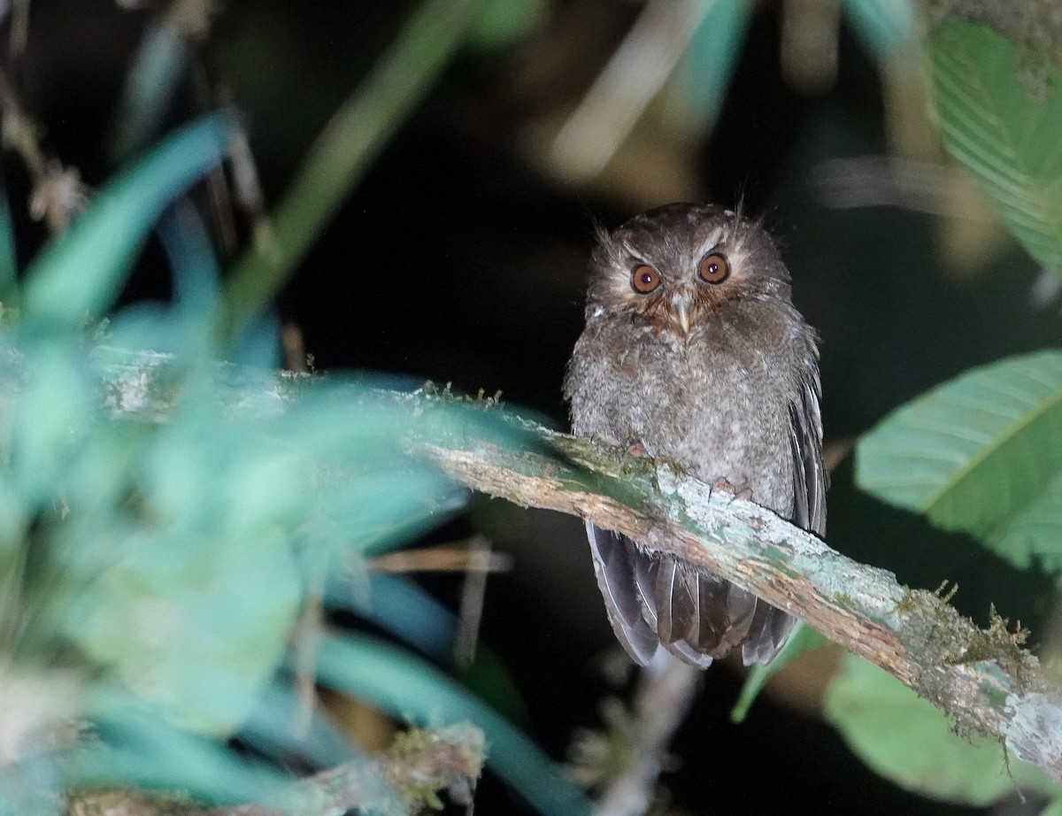 Long-whiskered Owlet - ML638063583