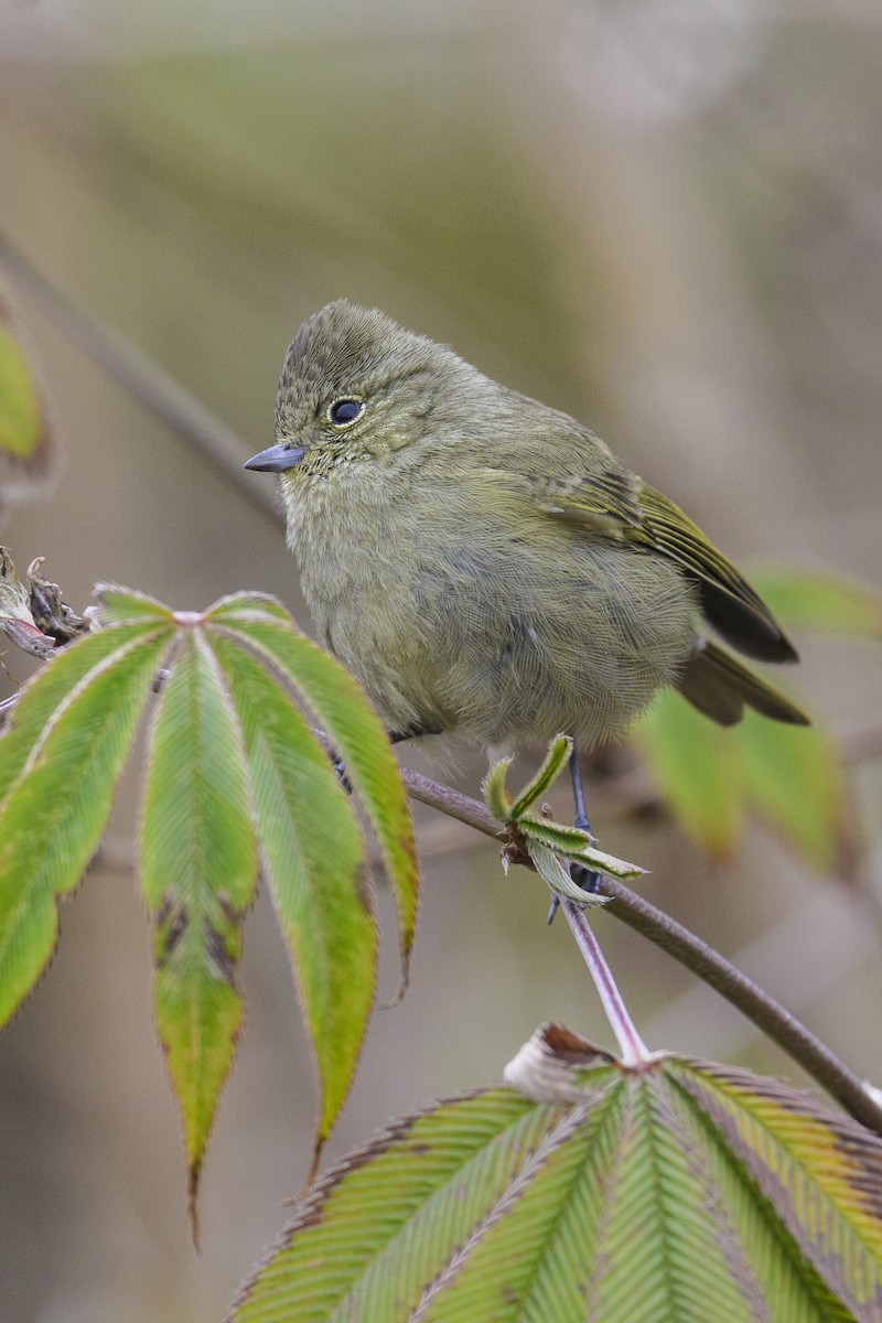 Yellow-browed Tit - ML638063585