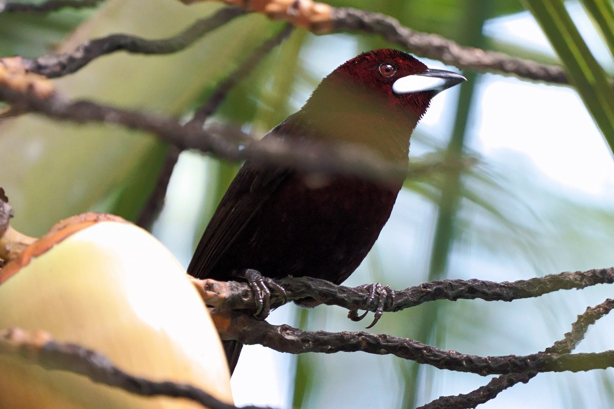 Silver-beaked Tanager - ML638063587