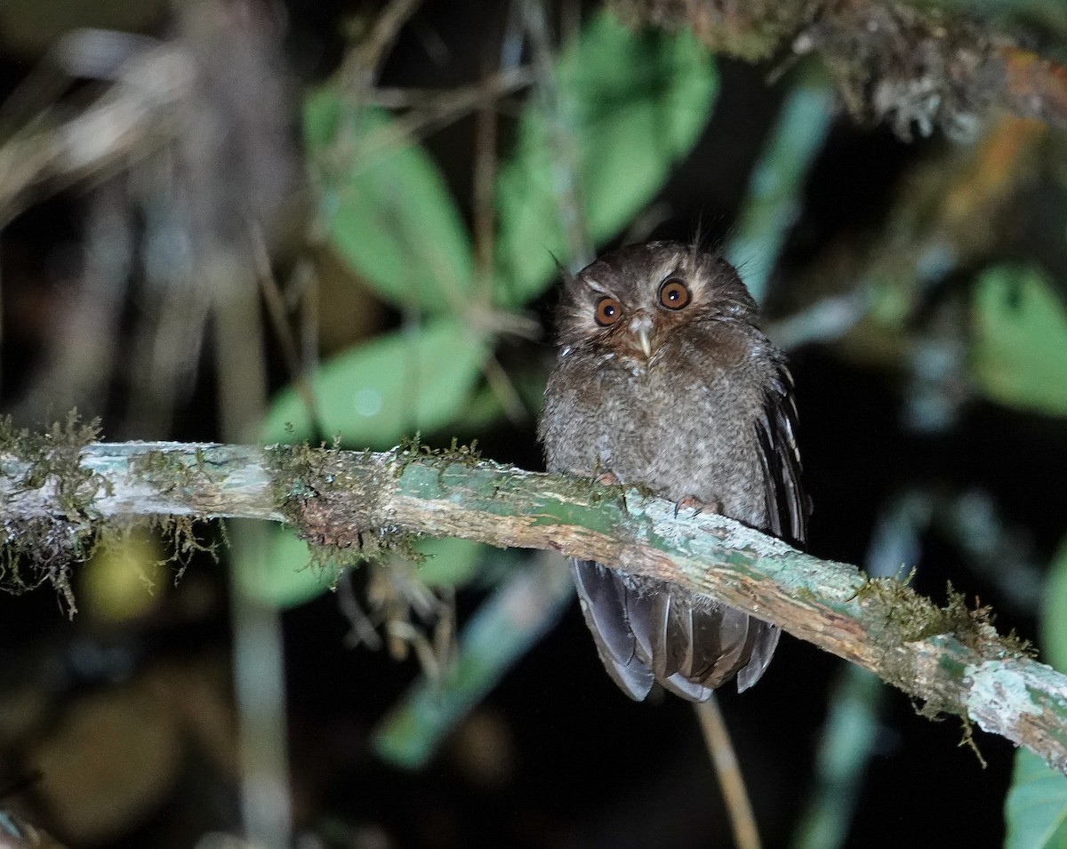 Long-whiskered Owlet - ML638063588