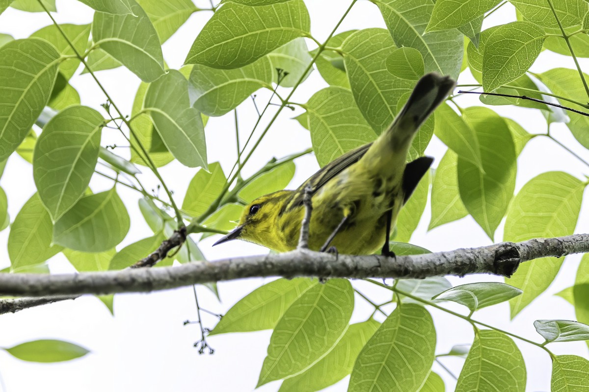 Vitelline Warbler - ML638063600