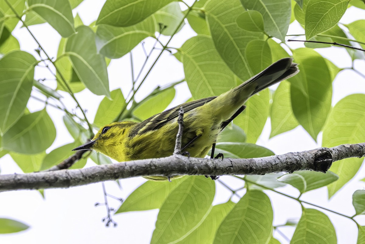 Vitelline Warbler - ML638063603