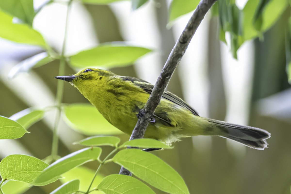 Vitelline Warbler - ML638063606