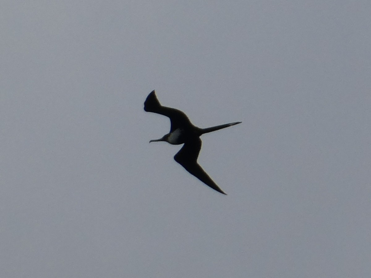 Great Frigatebird - ML638063609