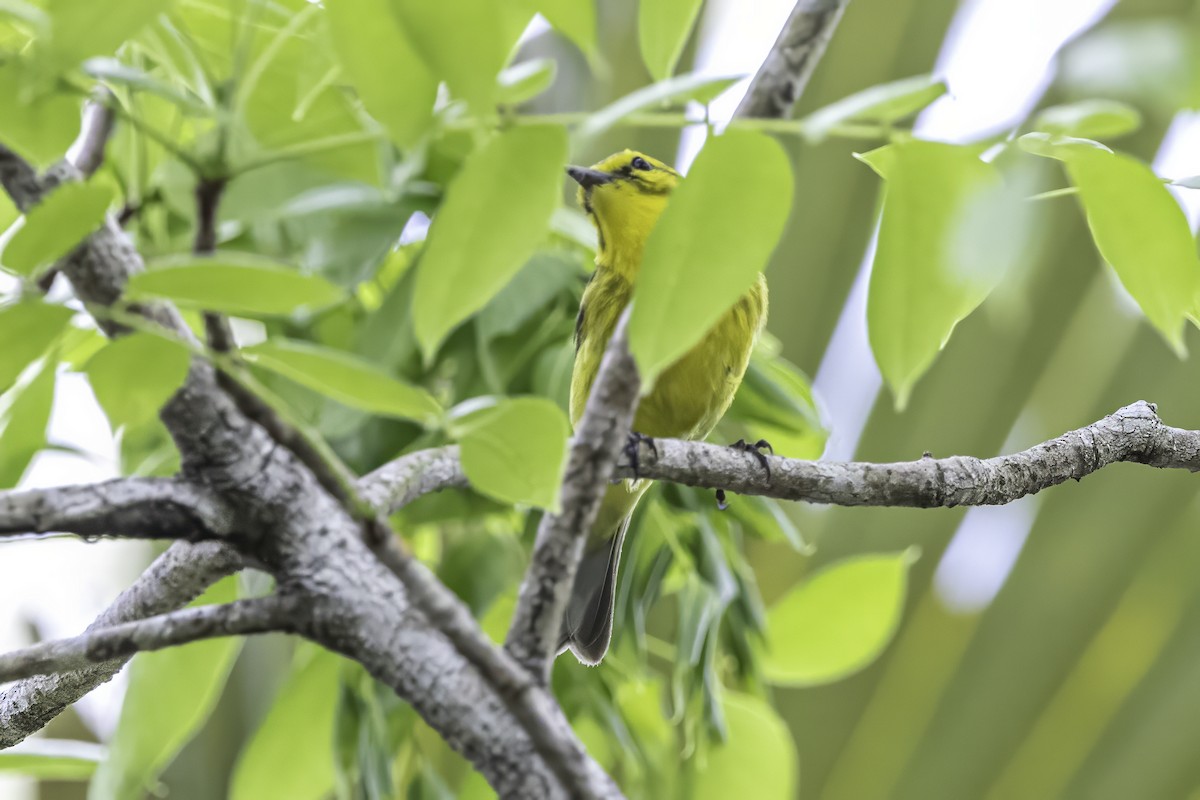 Vitelline Warbler - ML638063614