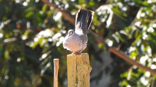 Scaled Dove - ML638063624