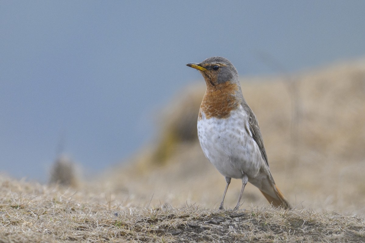 Grive à gorge rousse - ML638063625