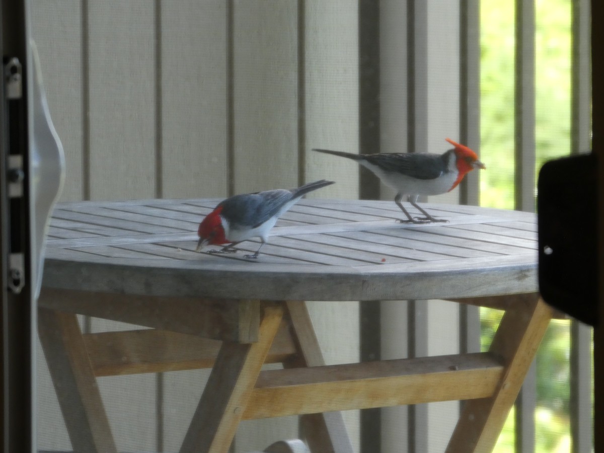 Red-crested Cardinal - ML638063652