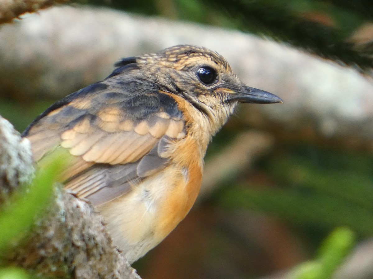 White-rumped Shama - ML638063671