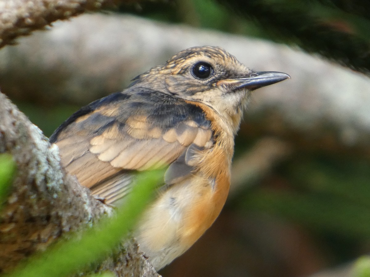 White-rumped Shama - ML638063683