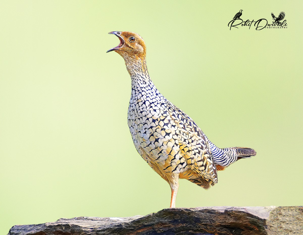 Painted Francolin - ML638063691