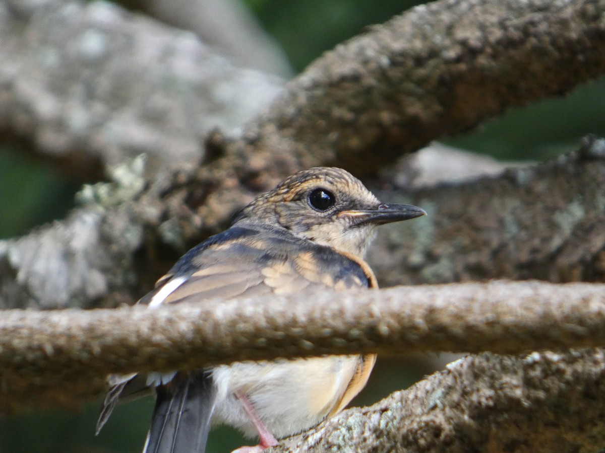 White-rumped Shama - ML638063698