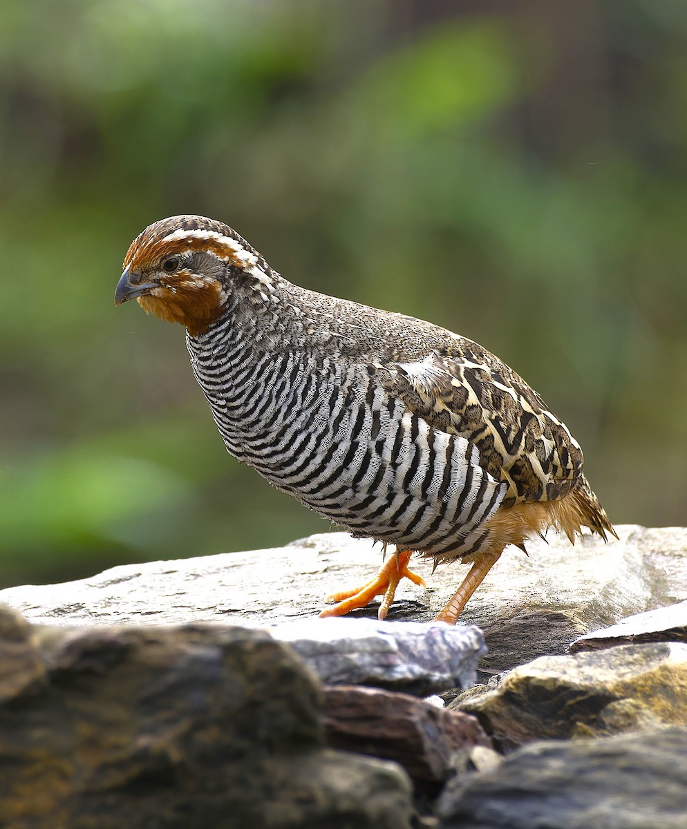 Jungle Bush-Quail - ML638063703