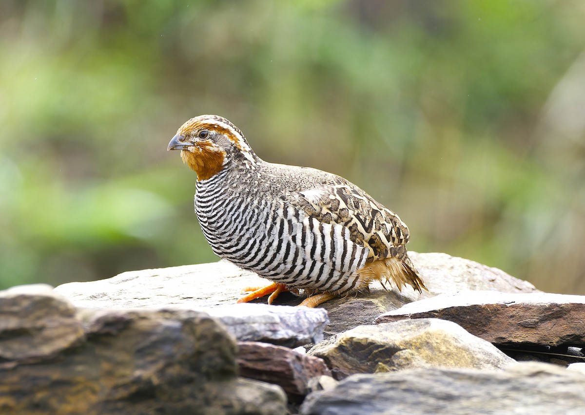 Jungle Bush-Quail - ML638063704