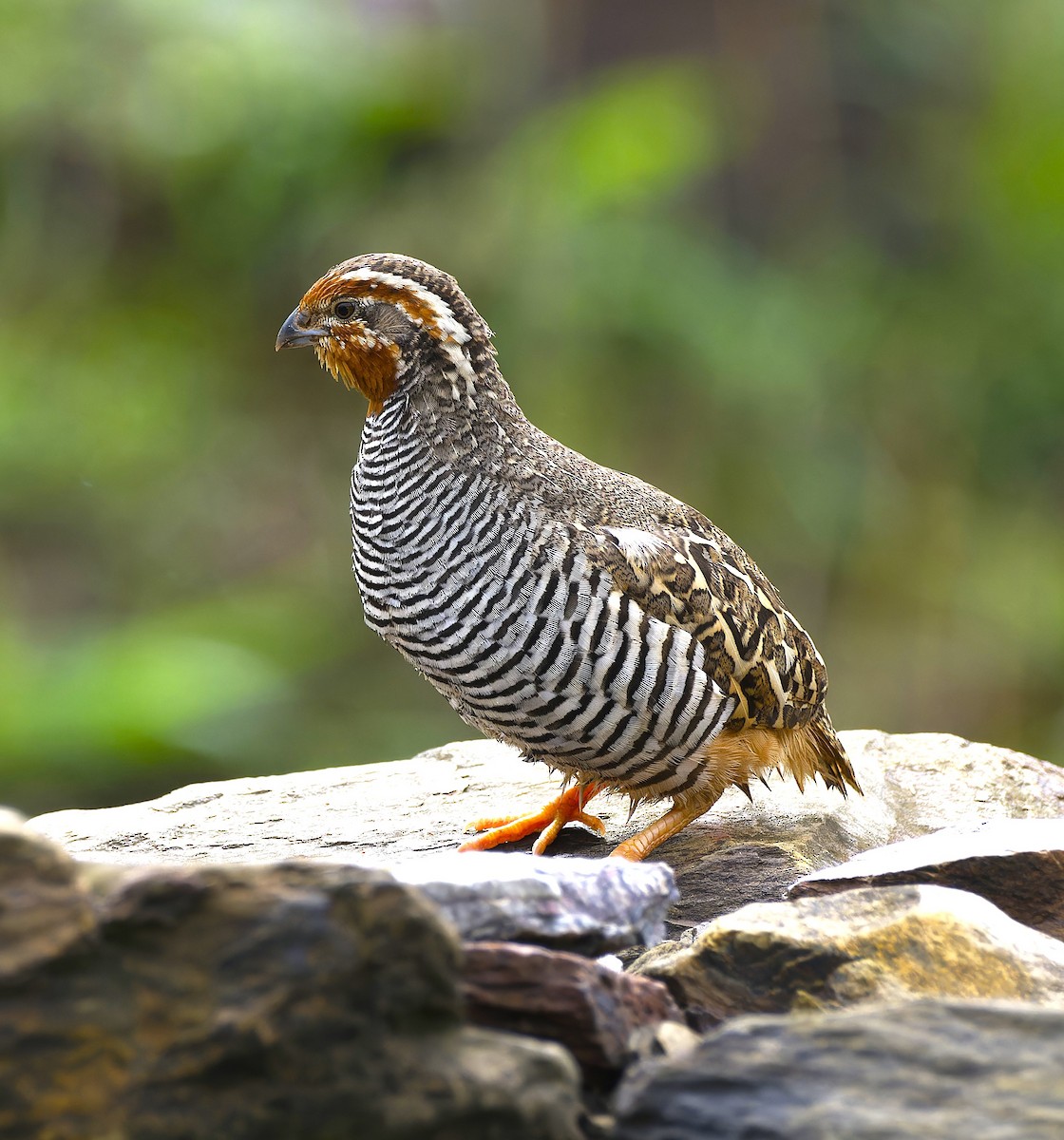 Jungle Bush-Quail - ML638063705