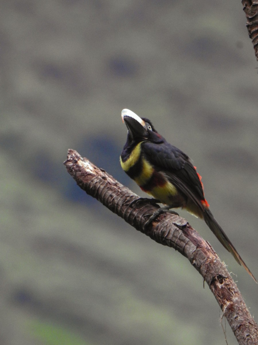 Many-banded Aracari - ML638063715