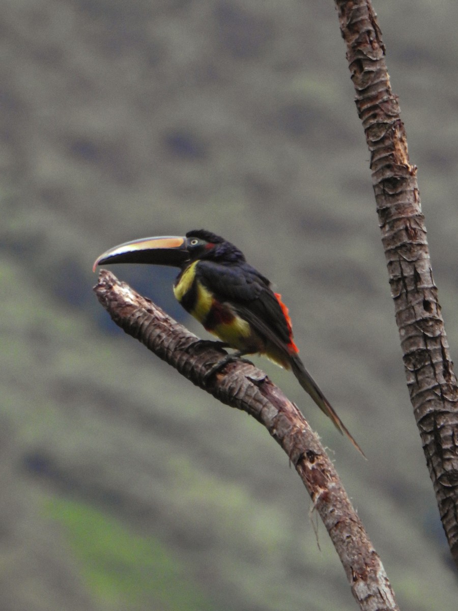Many-banded Aracari - ML638063716