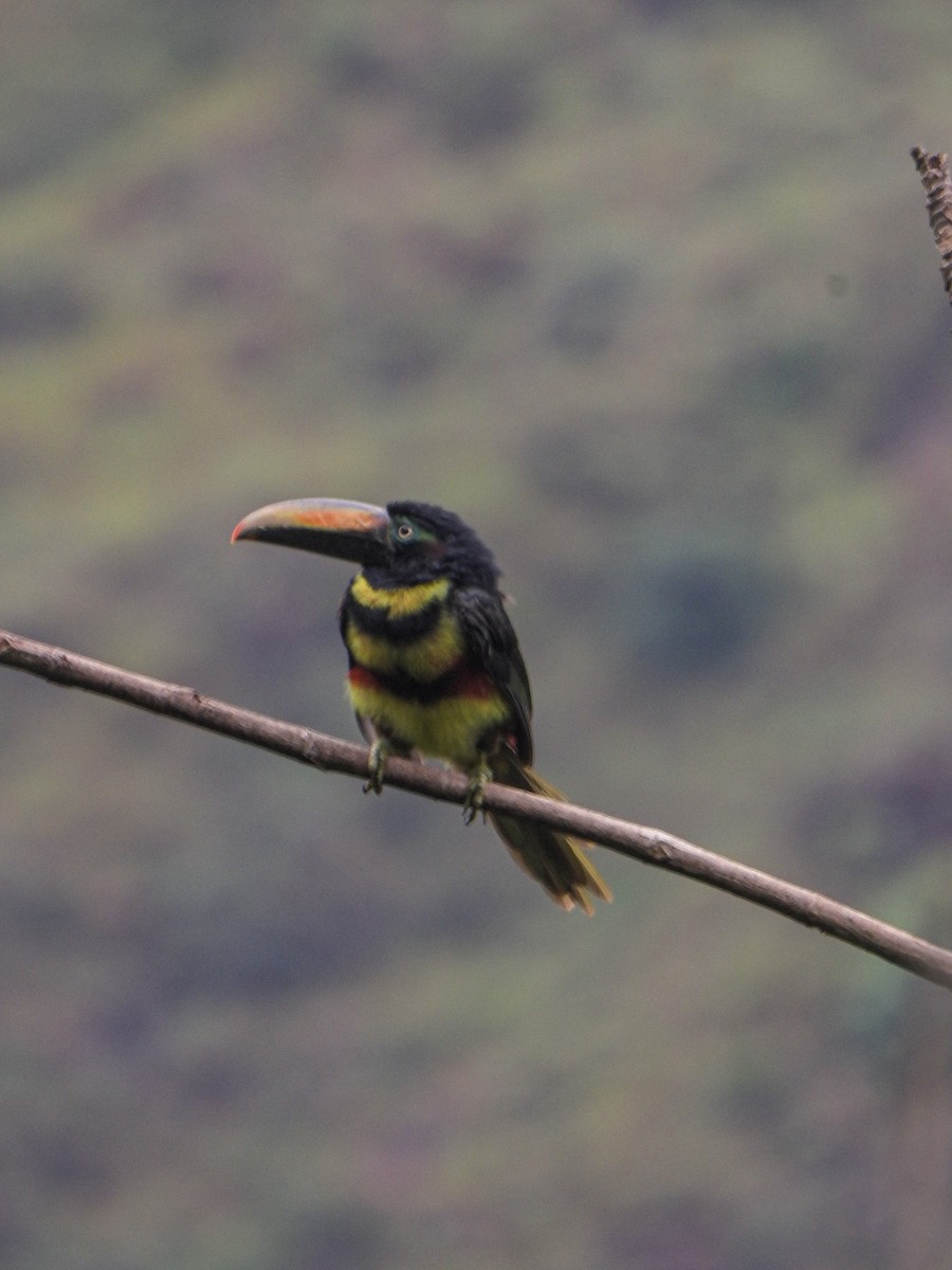 Many-banded Aracari - ML638063717