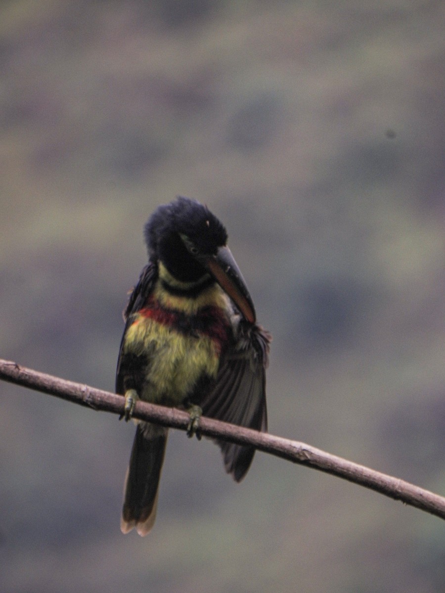 Many-banded Aracari - ML638063719