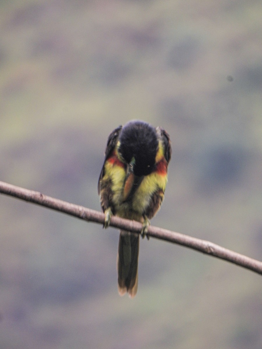 Many-banded Aracari - ML638063720