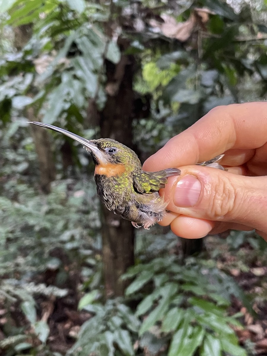 Pale-tailed Barbthroat - ML638063733