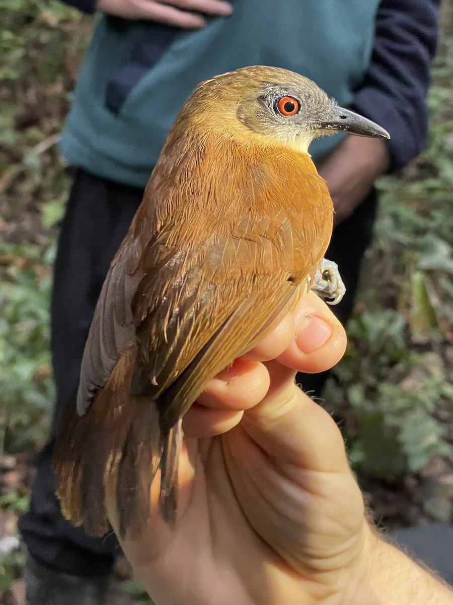 Goeldi's Antbird - ML638063750