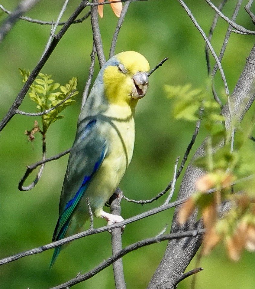Toui à tête jaune - ML638063776