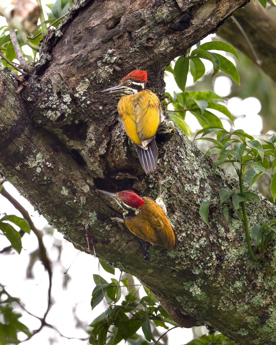 Malabar Flameback - ML638063796