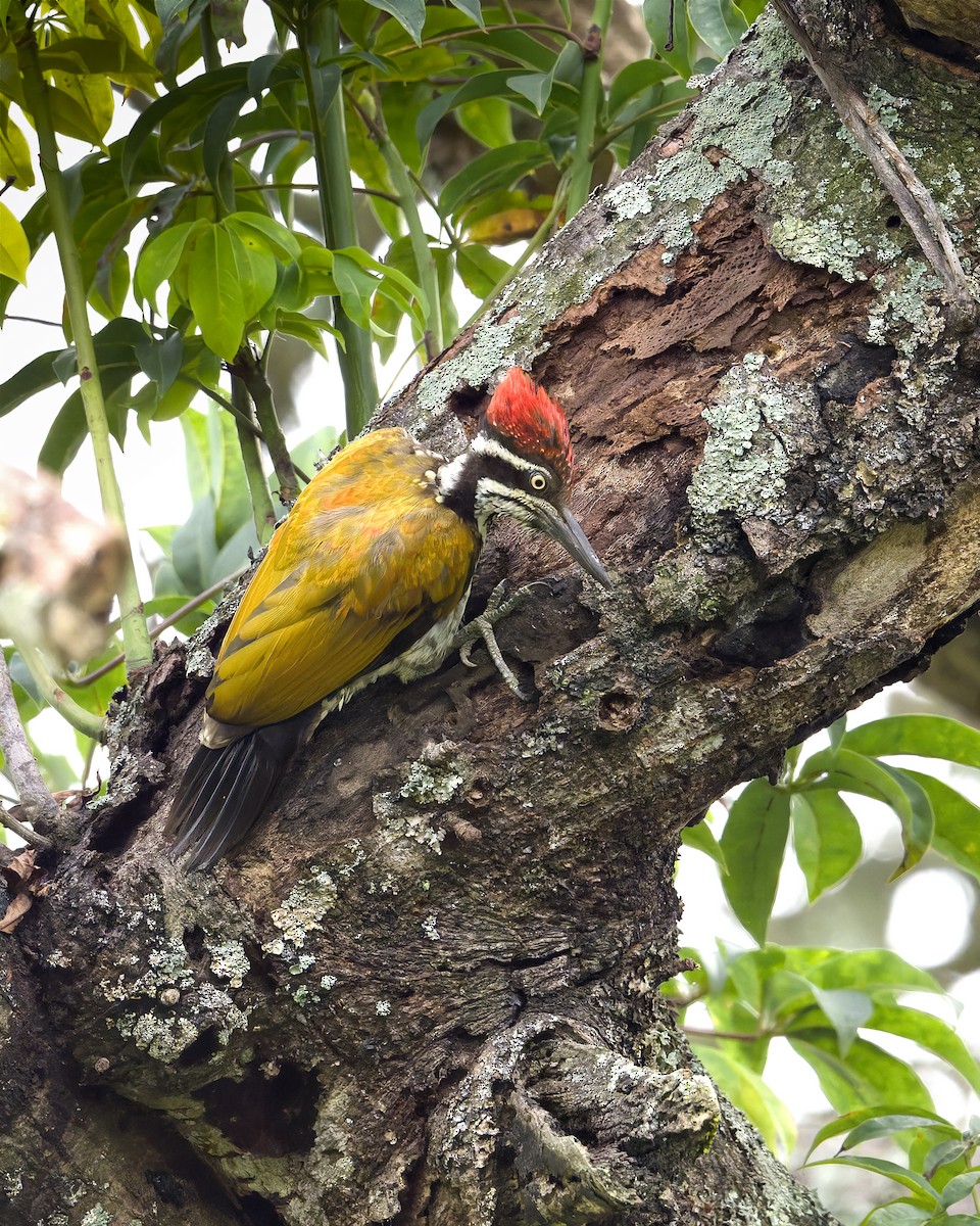 Malabar Flameback - ML638063797