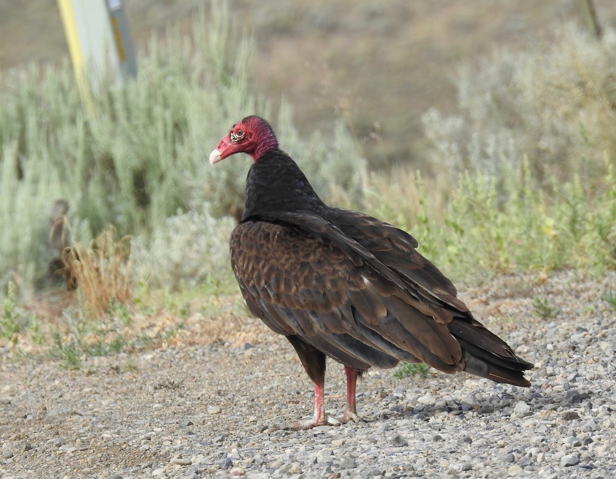 Turkey Vulture - ML63806381