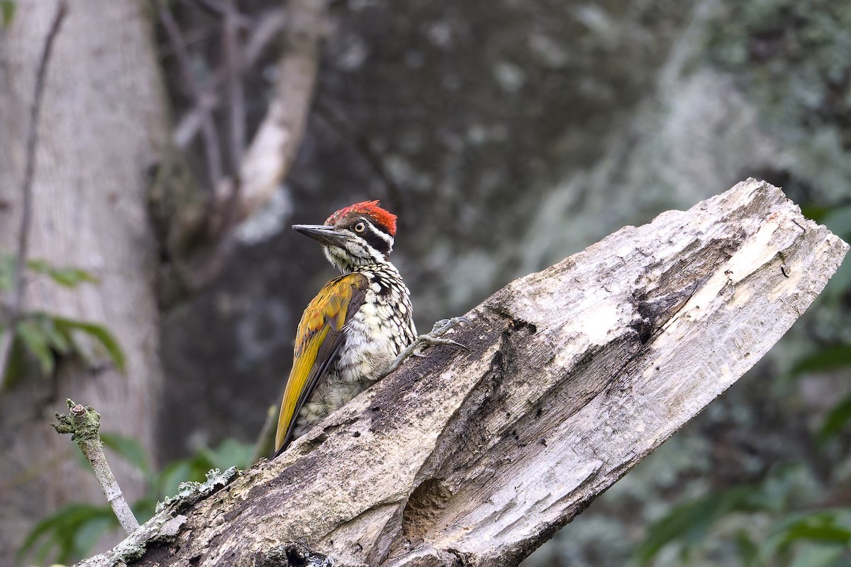 Malabar Flameback - ML638063810