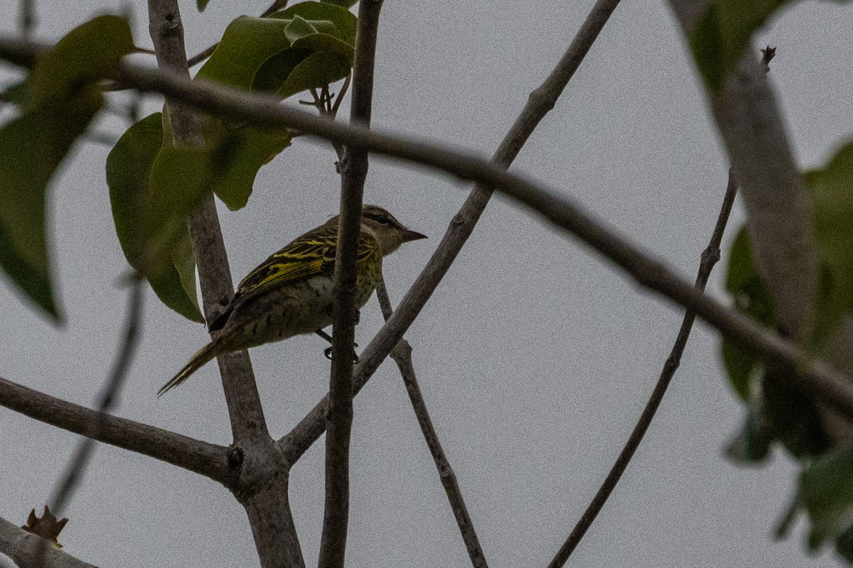 Black Cuckooshrike - ML638063822