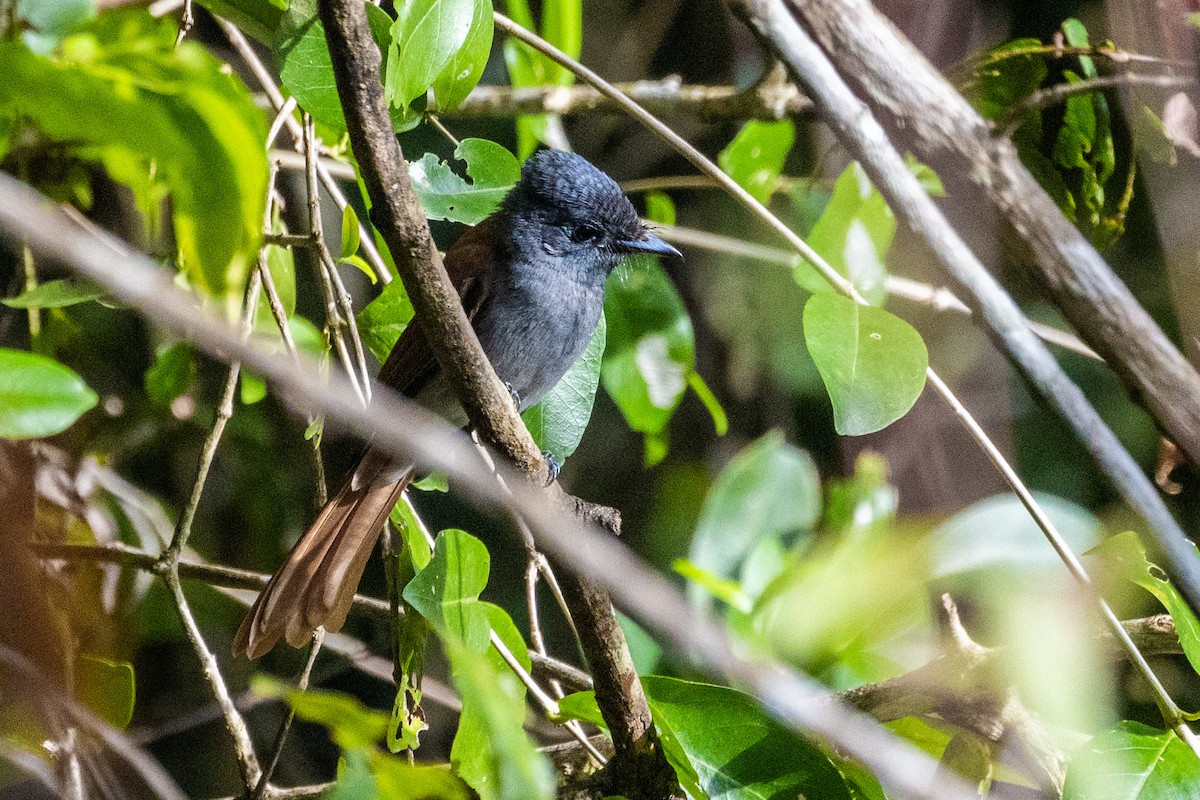 African Paradise-Flycatcher - ML638063840