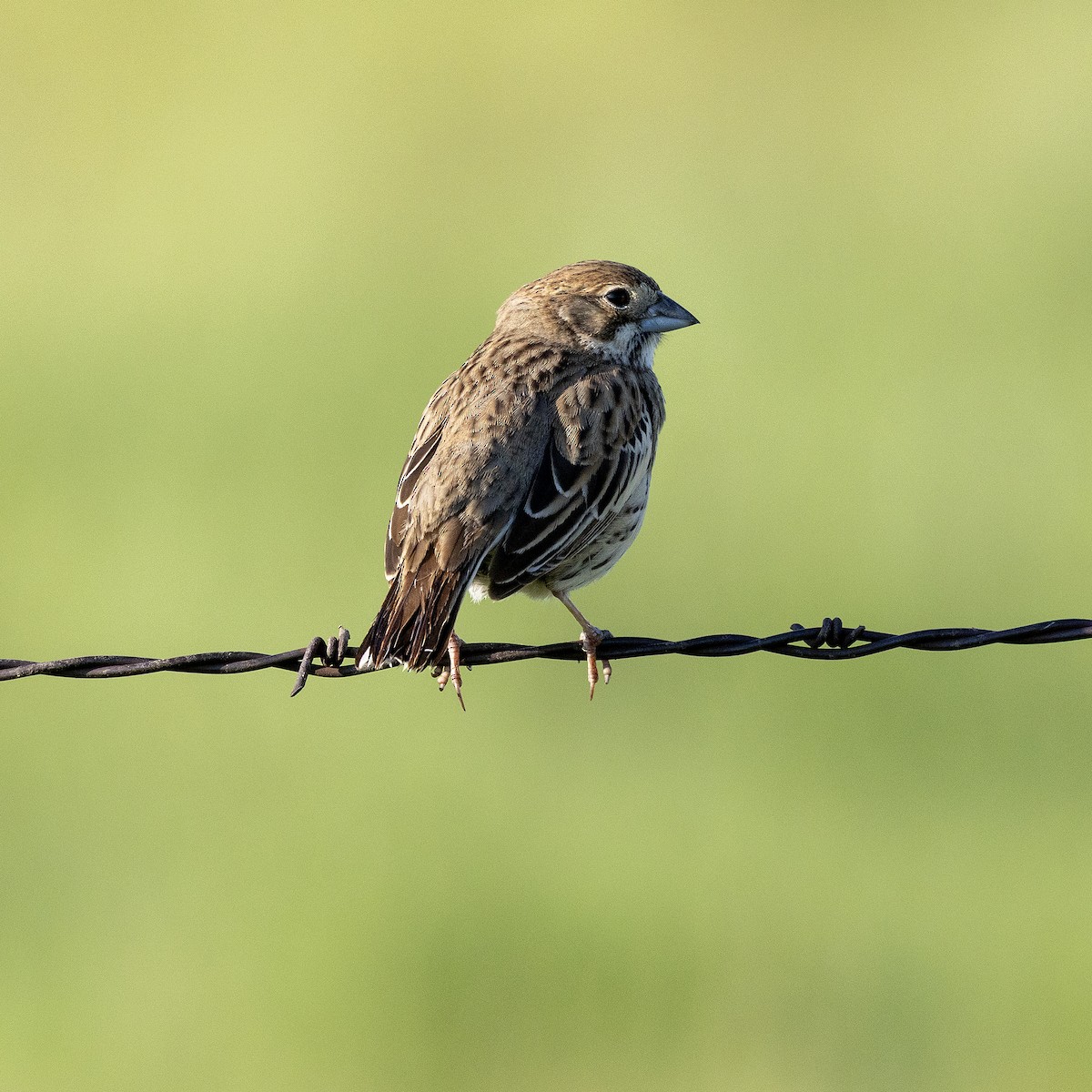 Lark Bunting - ML638063846