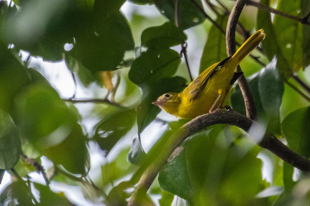 Yellow Flycatcher - ML638063872