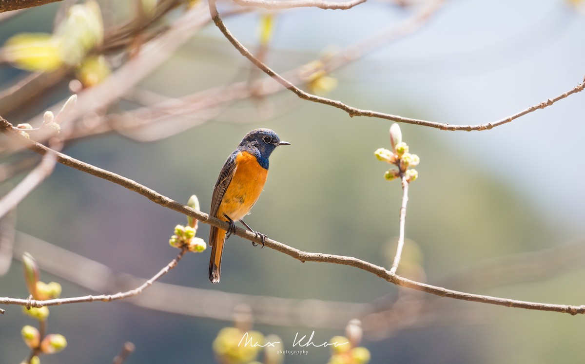Blue-fronted Redstart - ML638063876