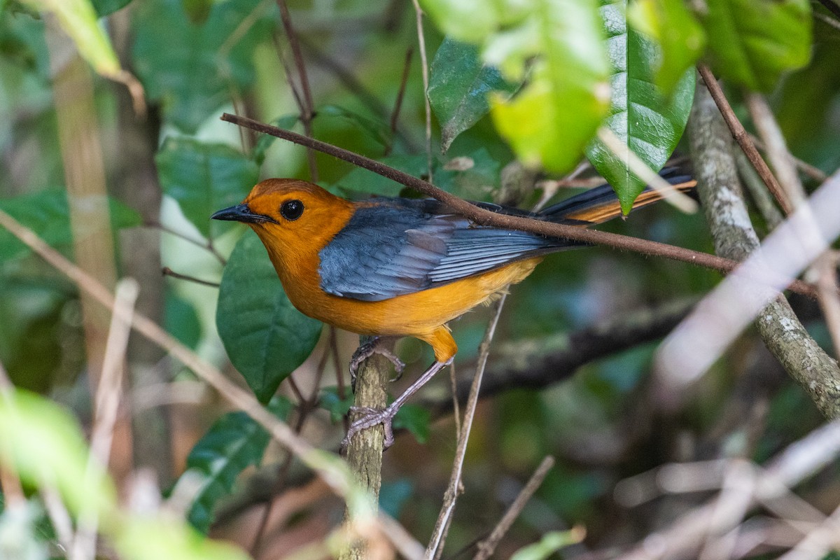 Red-capped Robin-Chat - ML638063881