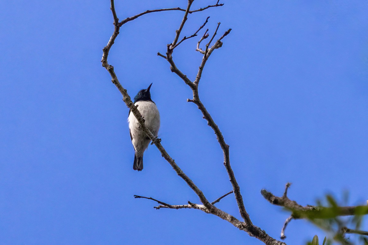Amani Sunbird - ML638063898