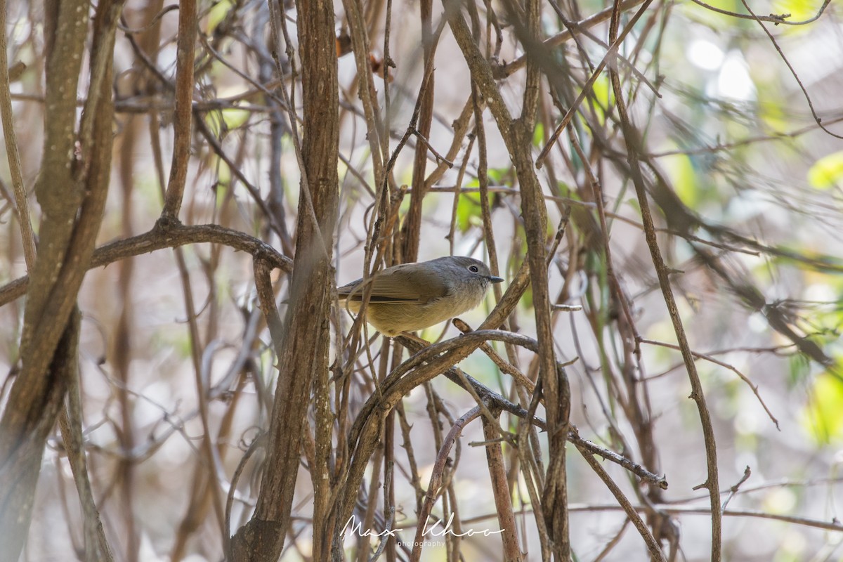 David's Fulvetta - ML638063923