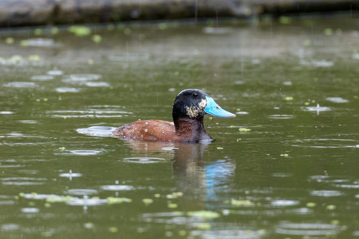 Andean Duck - ML638063928