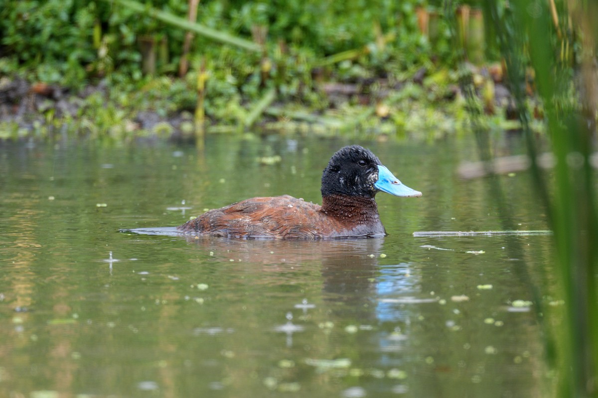 Andean Duck - ML638063929