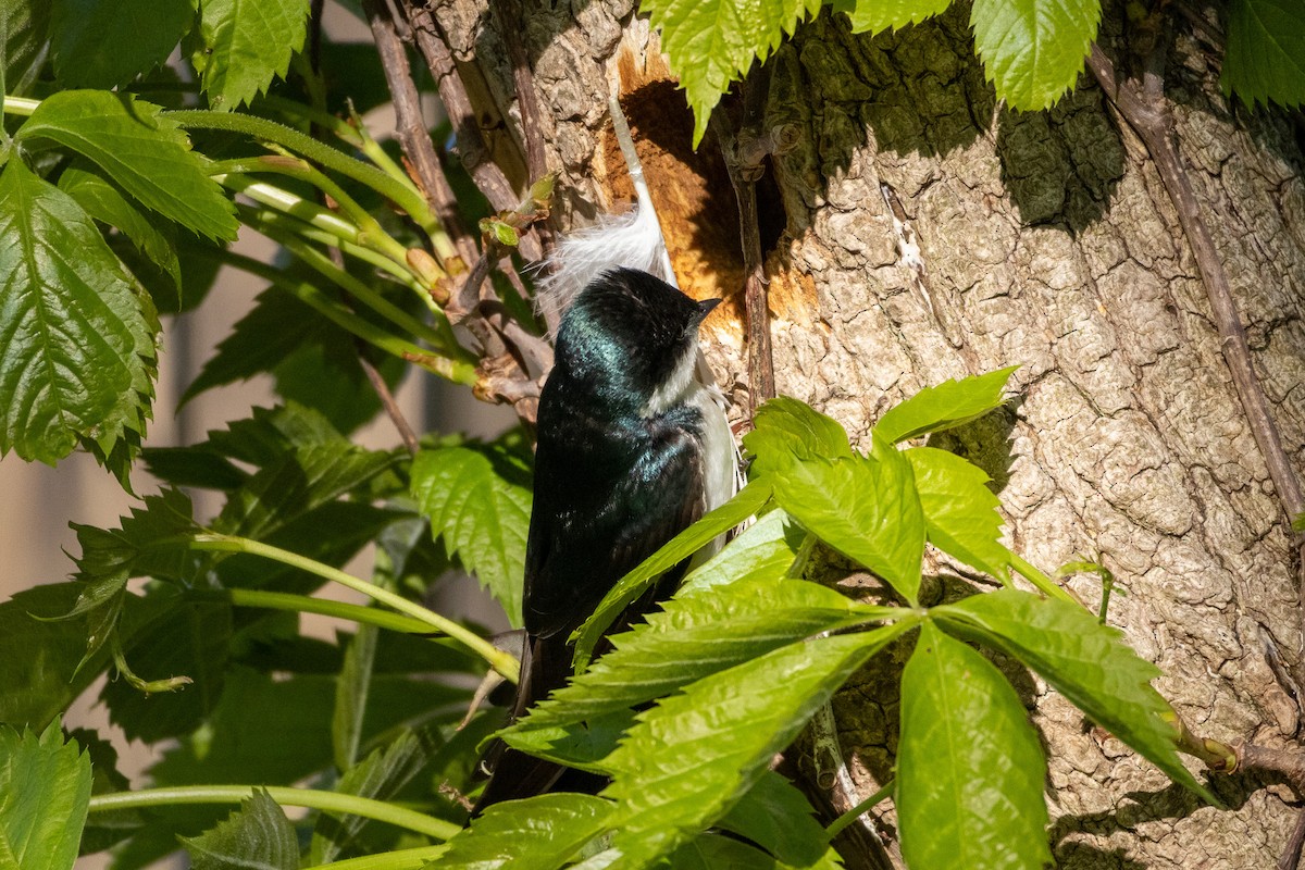Tree Swallow - ML638063930