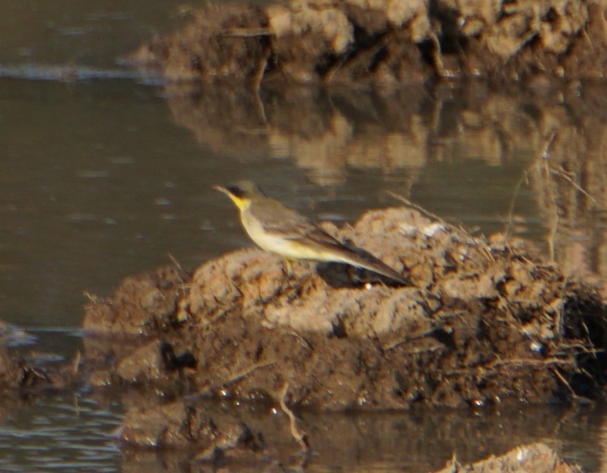 Eastern Yellow Wagtail - ML638063954